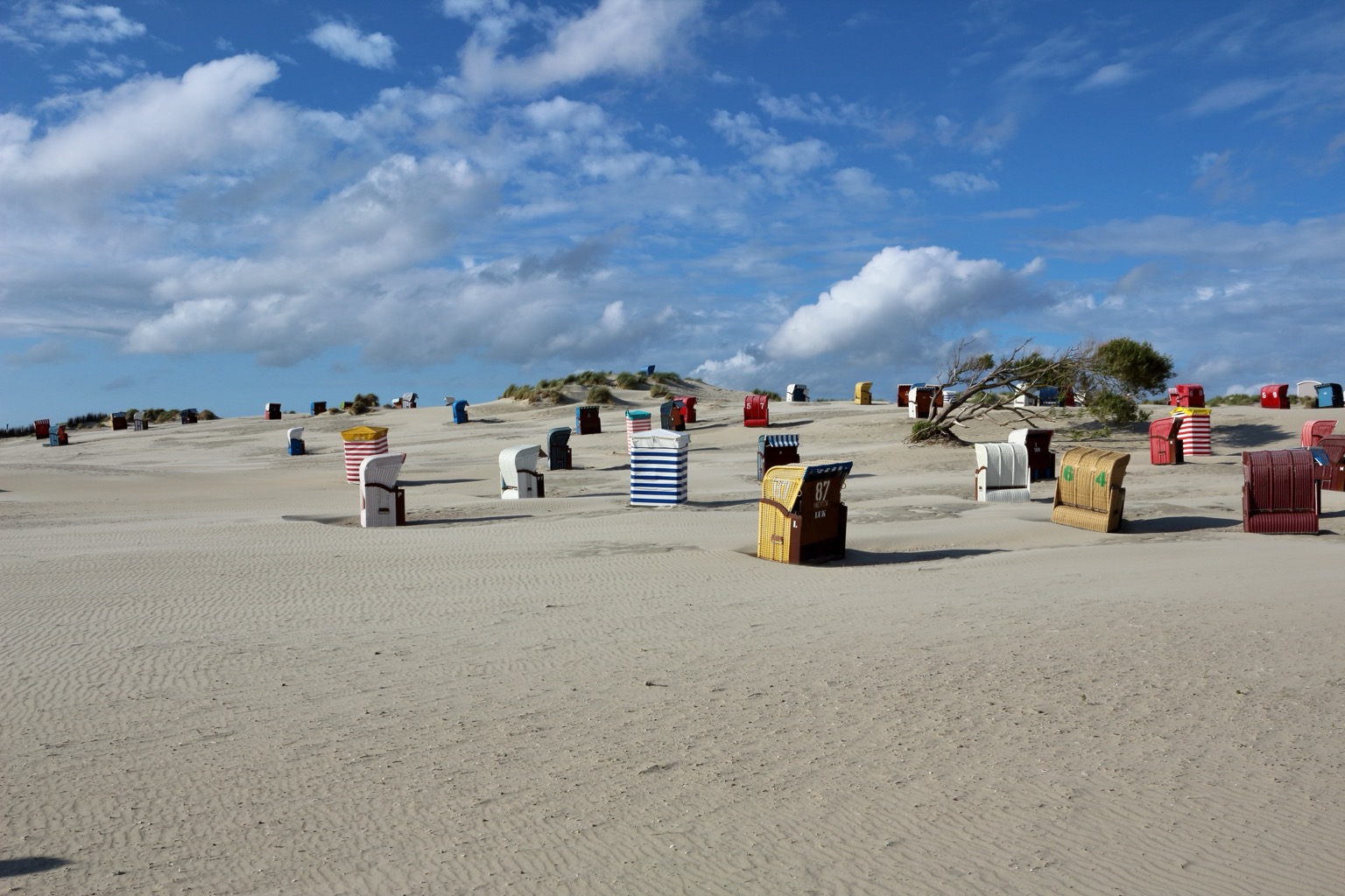 Windswept Beach