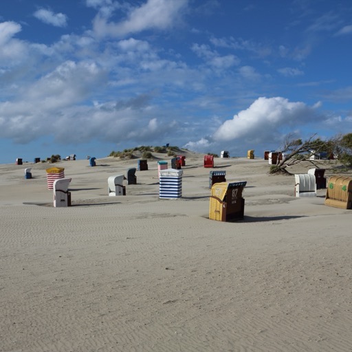 Windswept Beach